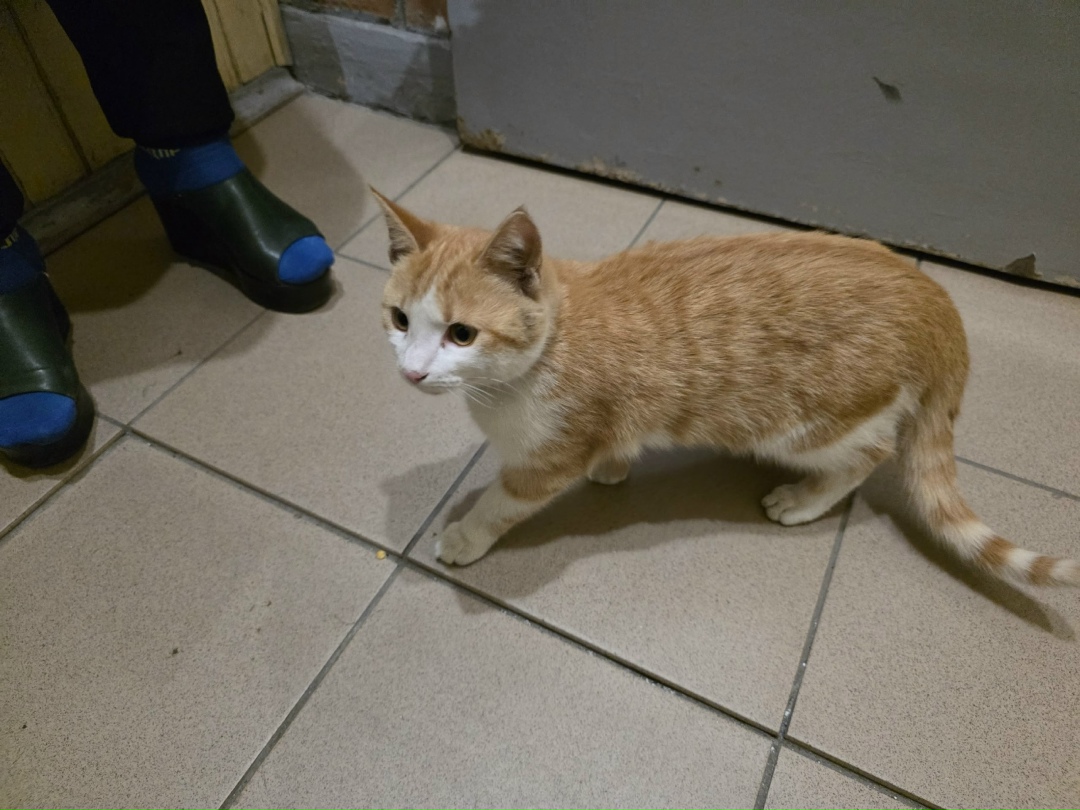 Найдена кошка в Курске — фото объявления