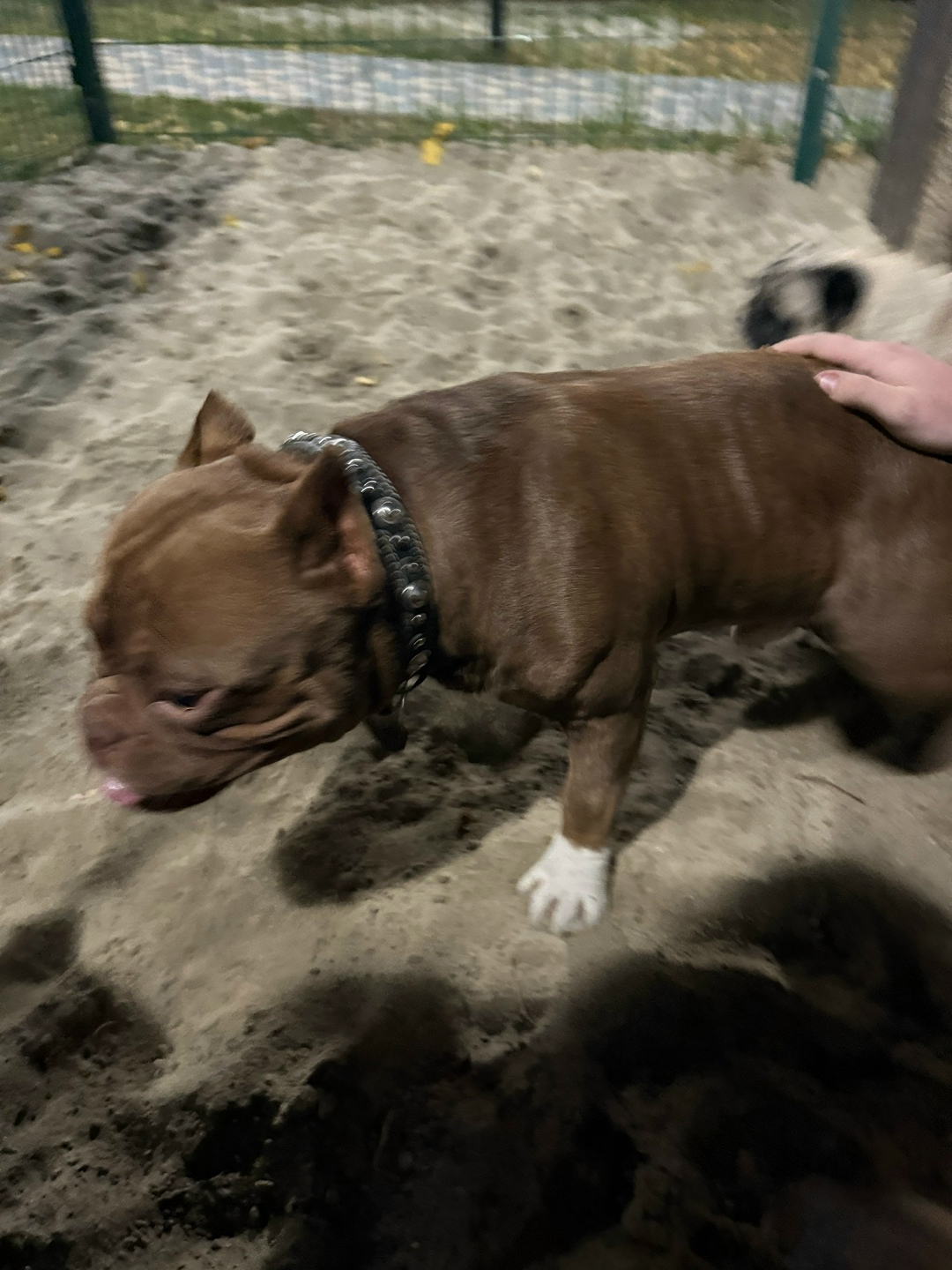 Найдена собака в Курске — фото объявления