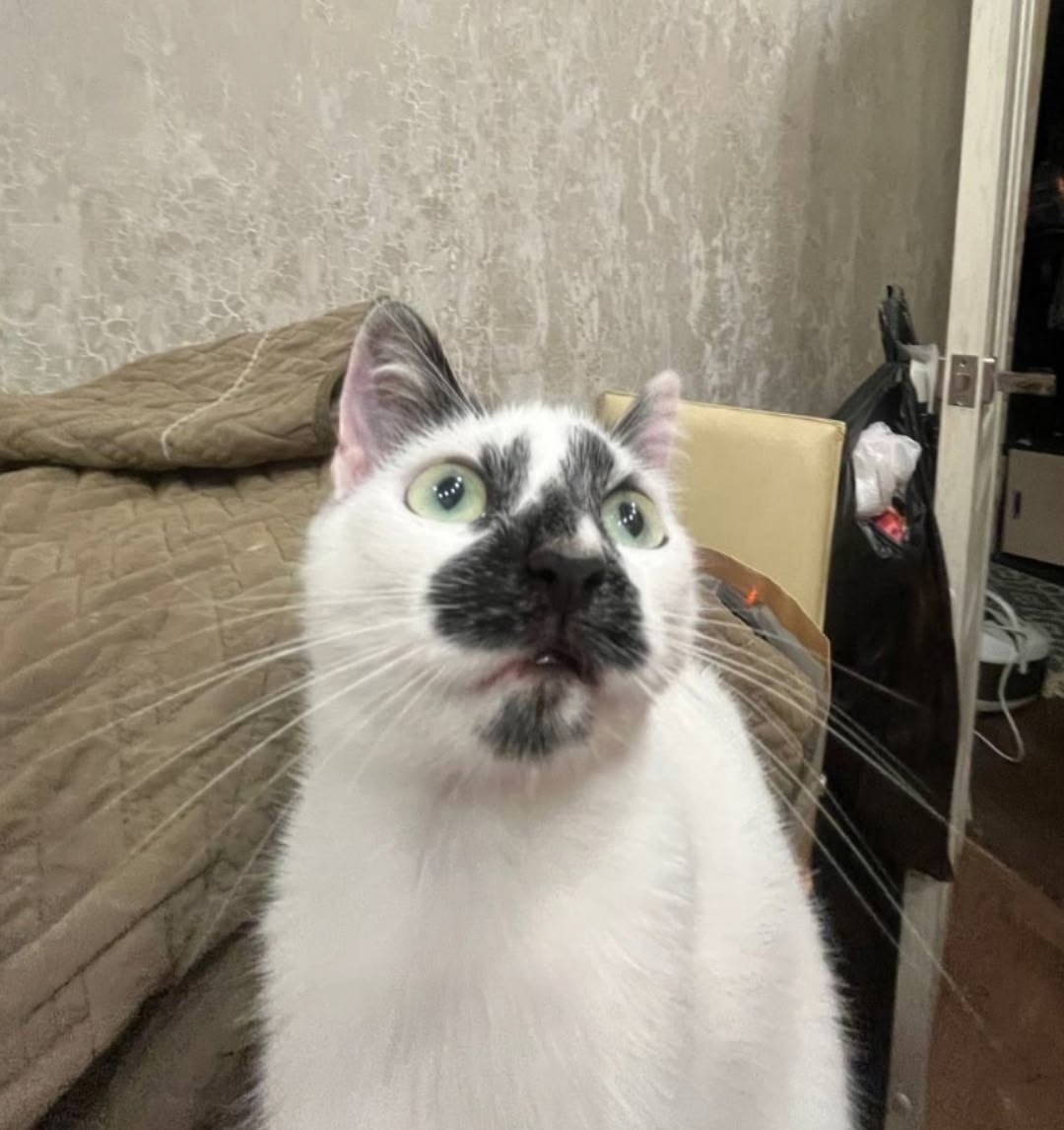 Пропала кошка в Курске — фото объявления