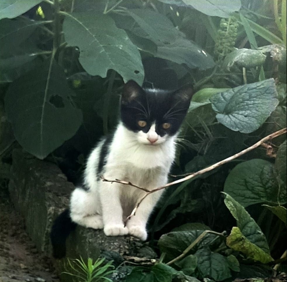 Пропала кошка в Курске — фото объявления