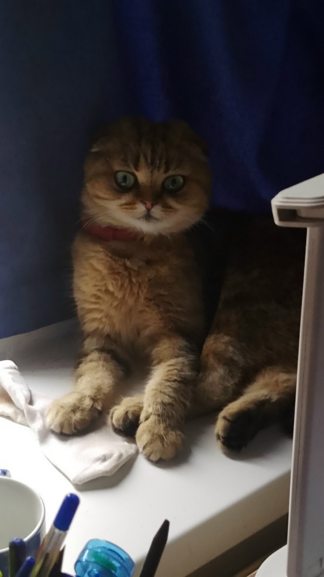 Найдена кошка в Курске — фото объявления