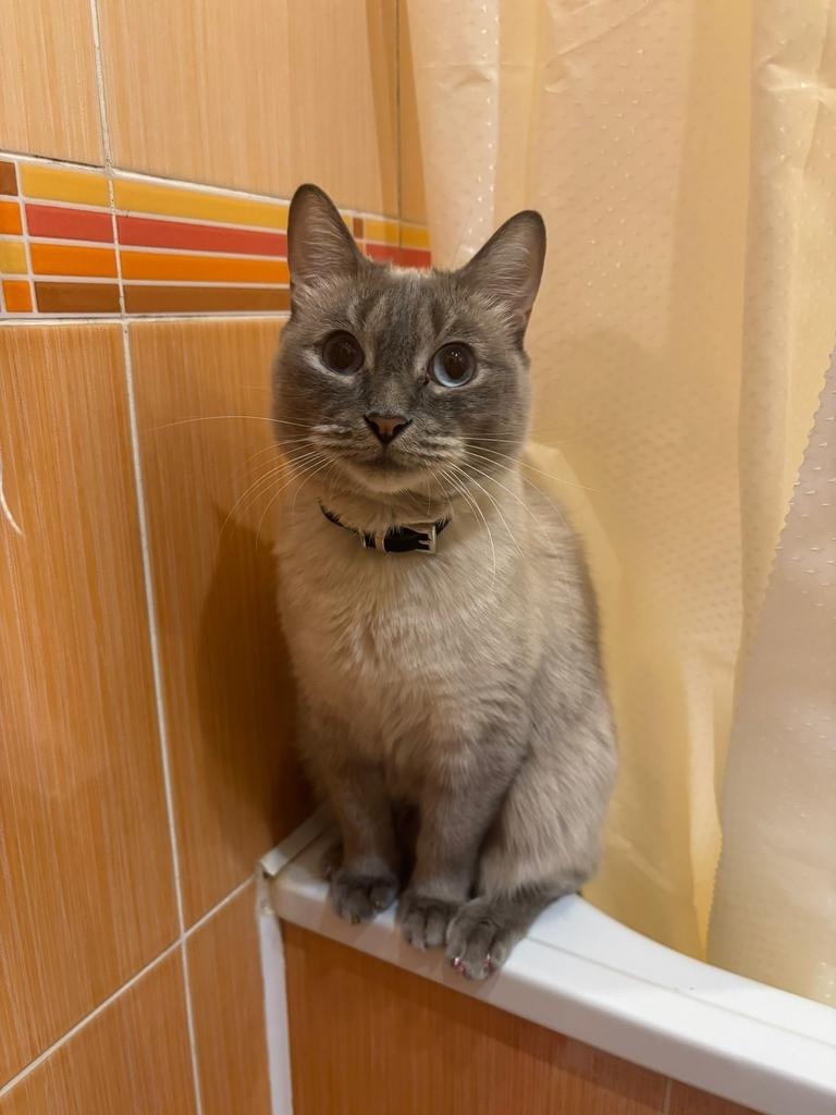 Пропала кошка в Курске — фото объявления