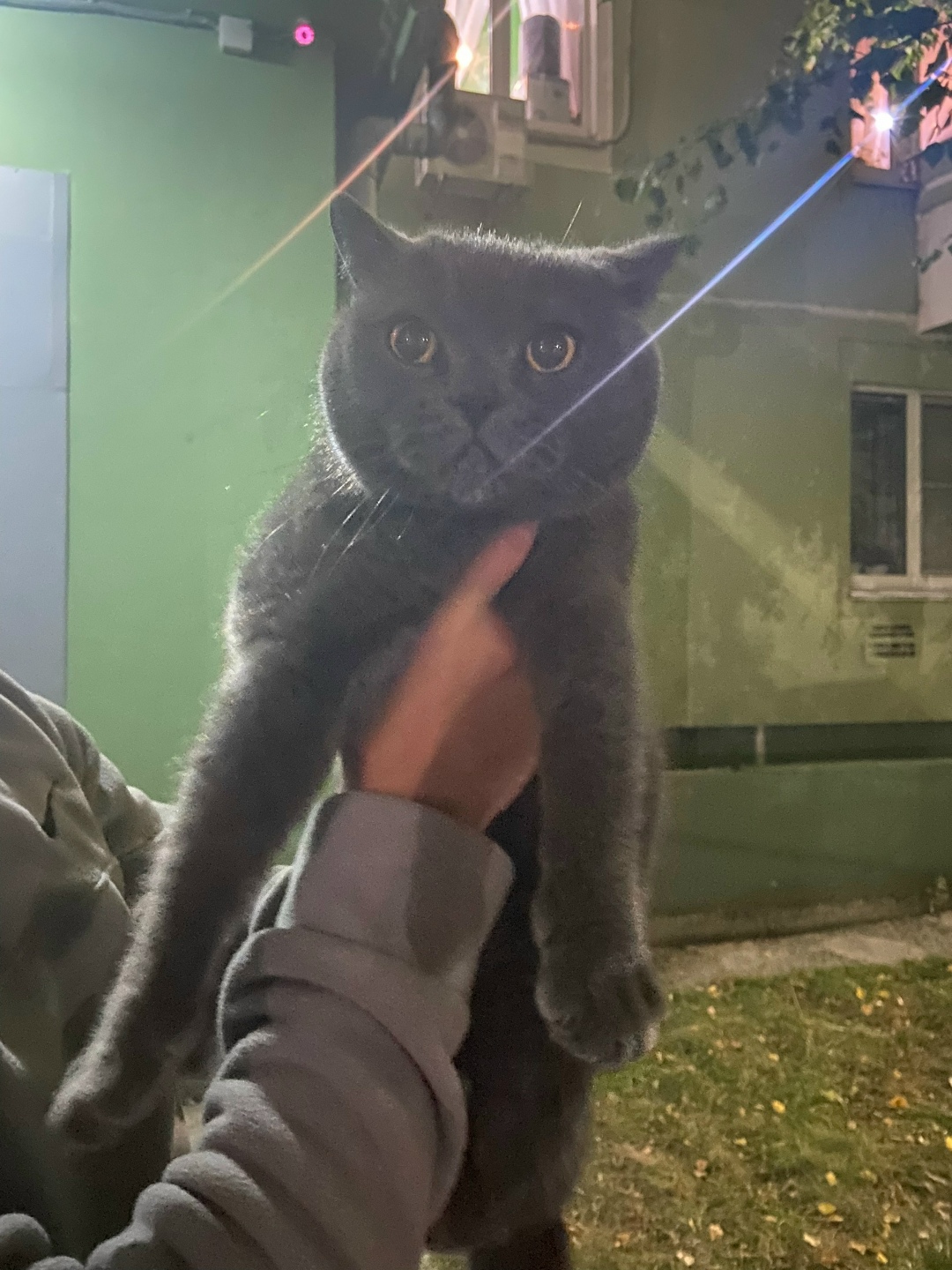 Найдена кошка в Курске — фото объявления