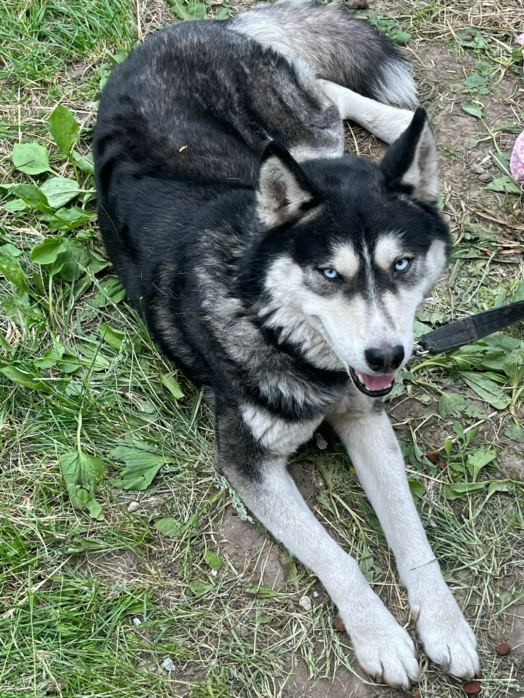 Пропала собака в Курске — фото объявления