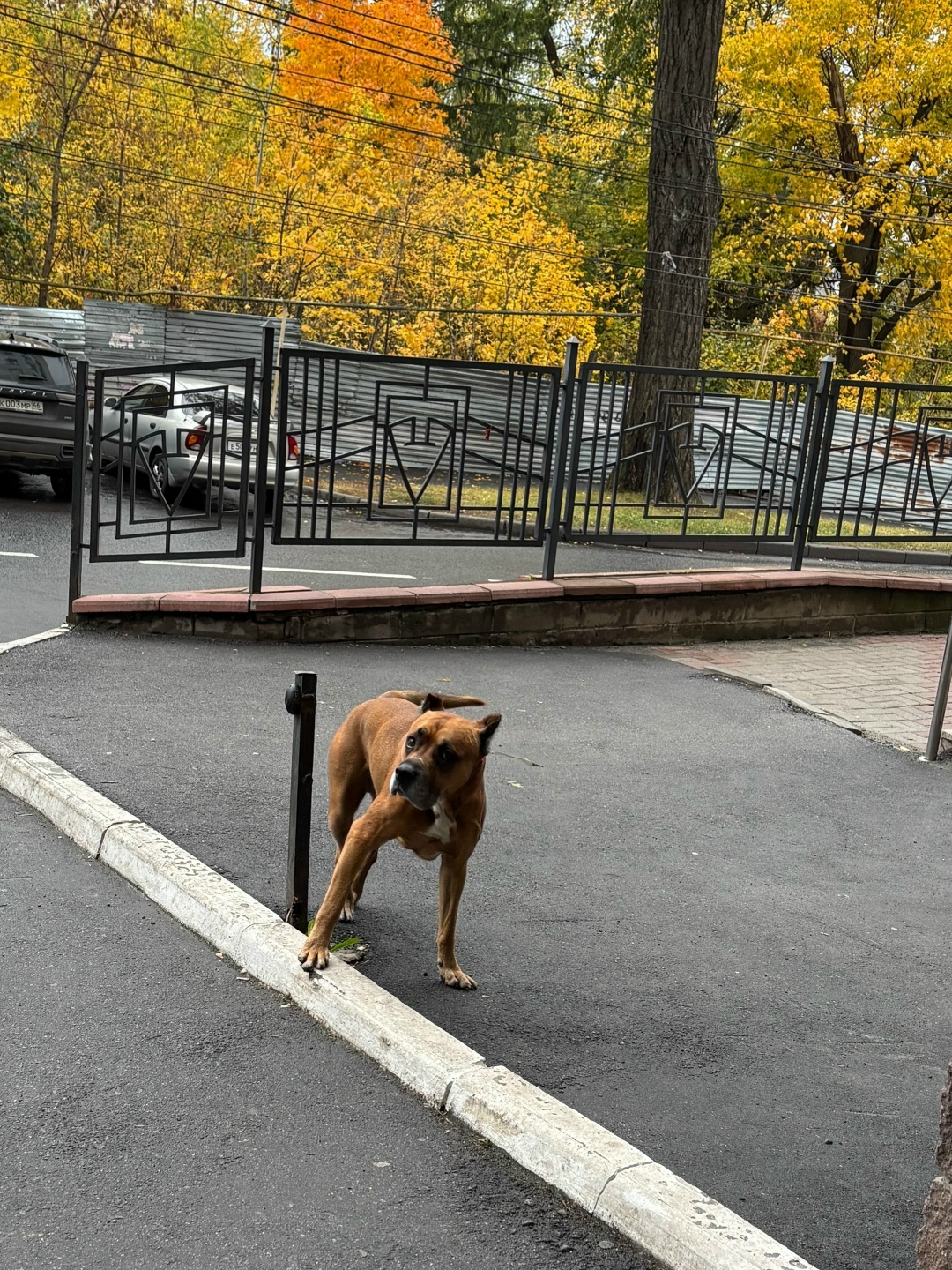 Найдена собака в Курске — фото объявления