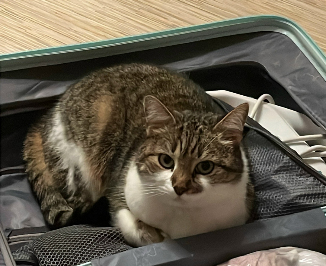 Пропала кошка в Курске — фото объявления