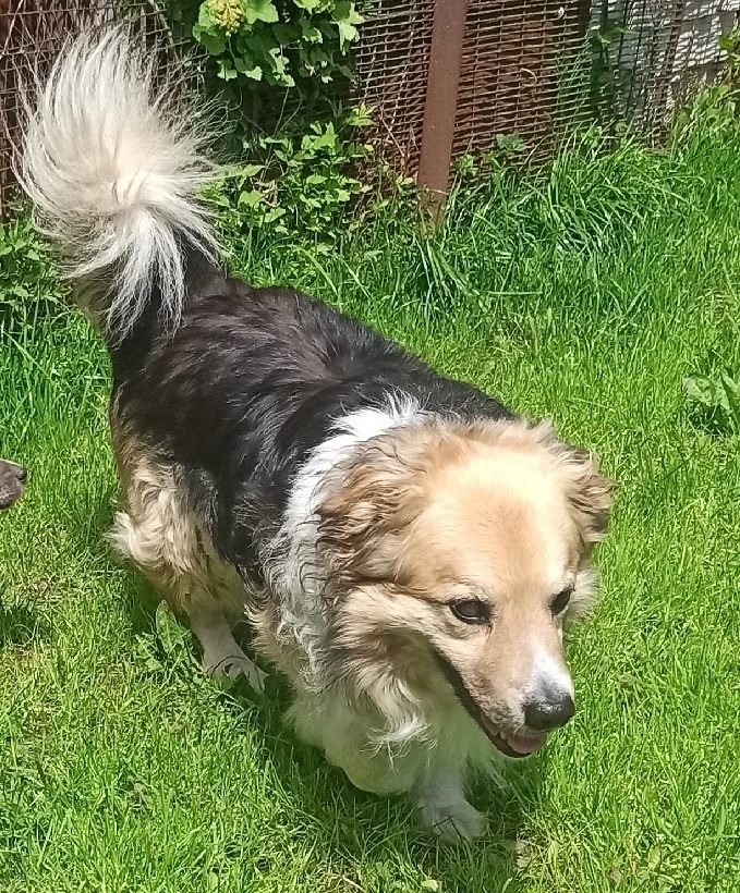 Пропала собака в Курске — фото объявления