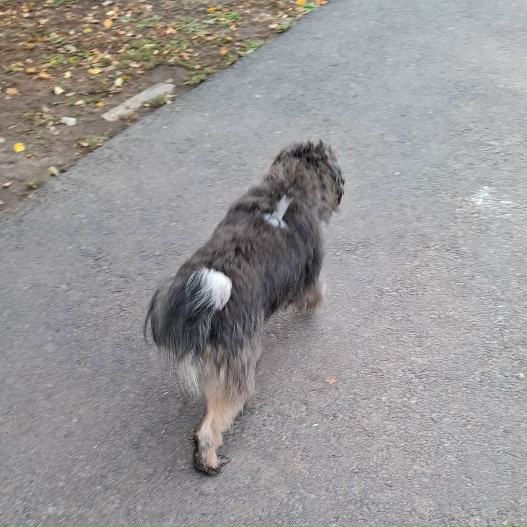 Найдена собака в Курске — фото объявления