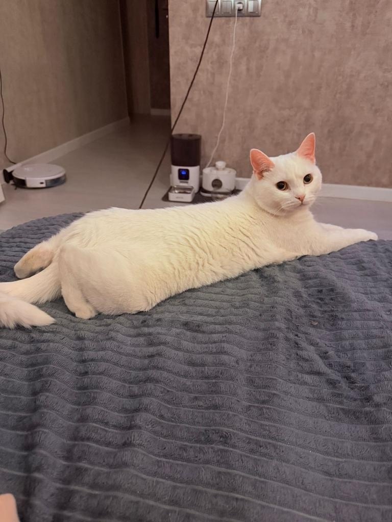 Пропала кошка в Курске — фото объявления