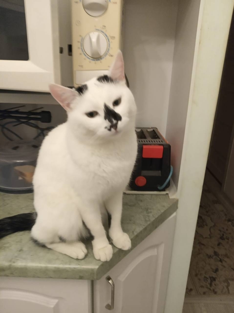 Пропала собака в Курске — фото объявления