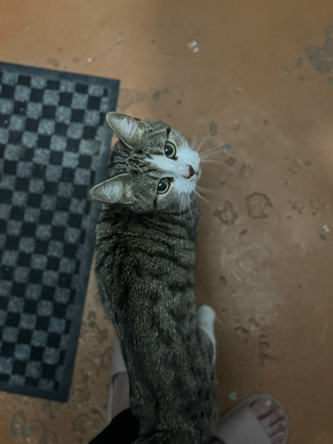 Найдена кошка в Курске — фото объявления