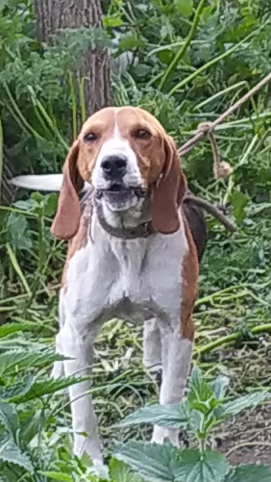 Пропала собака в Курске — фото объявления