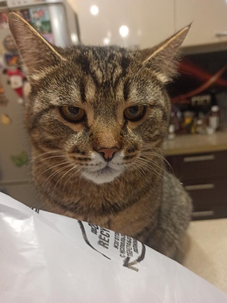 Пропала кошка в Курске — фото объявления