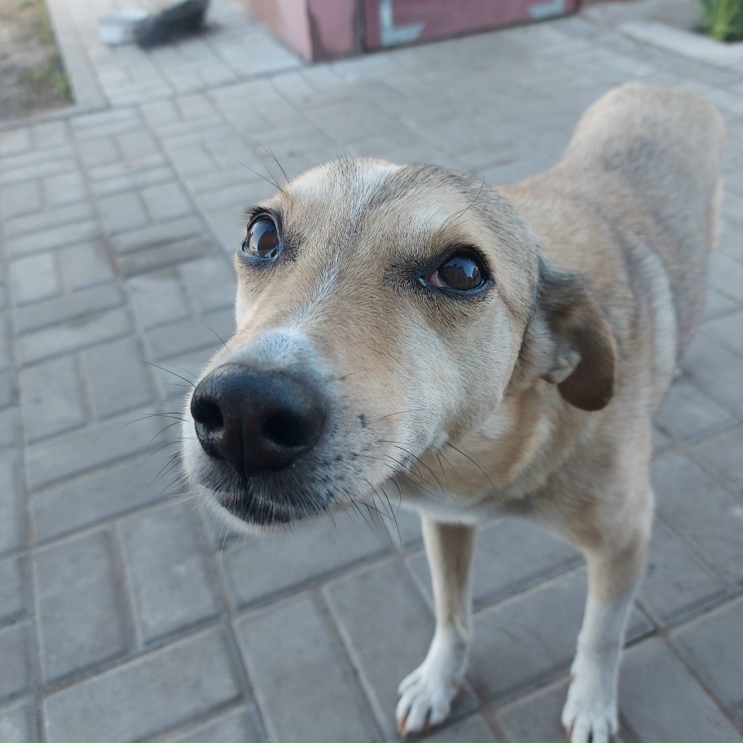Пропала собака в Курске — фото объявления