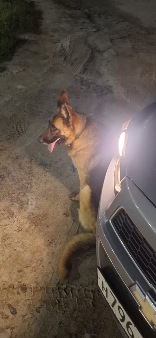 Найдена собака в Курске — фото объявления