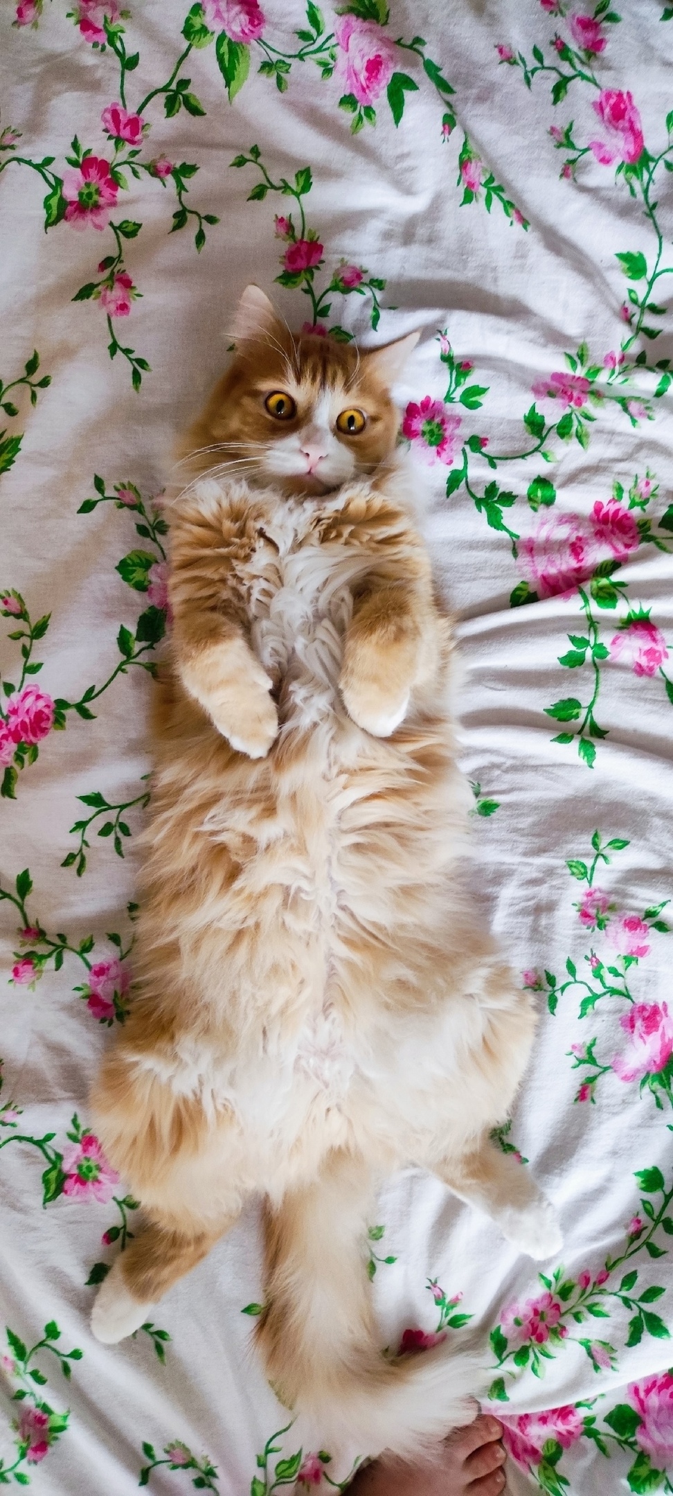 Пропала кошка в Курске — фото объявления