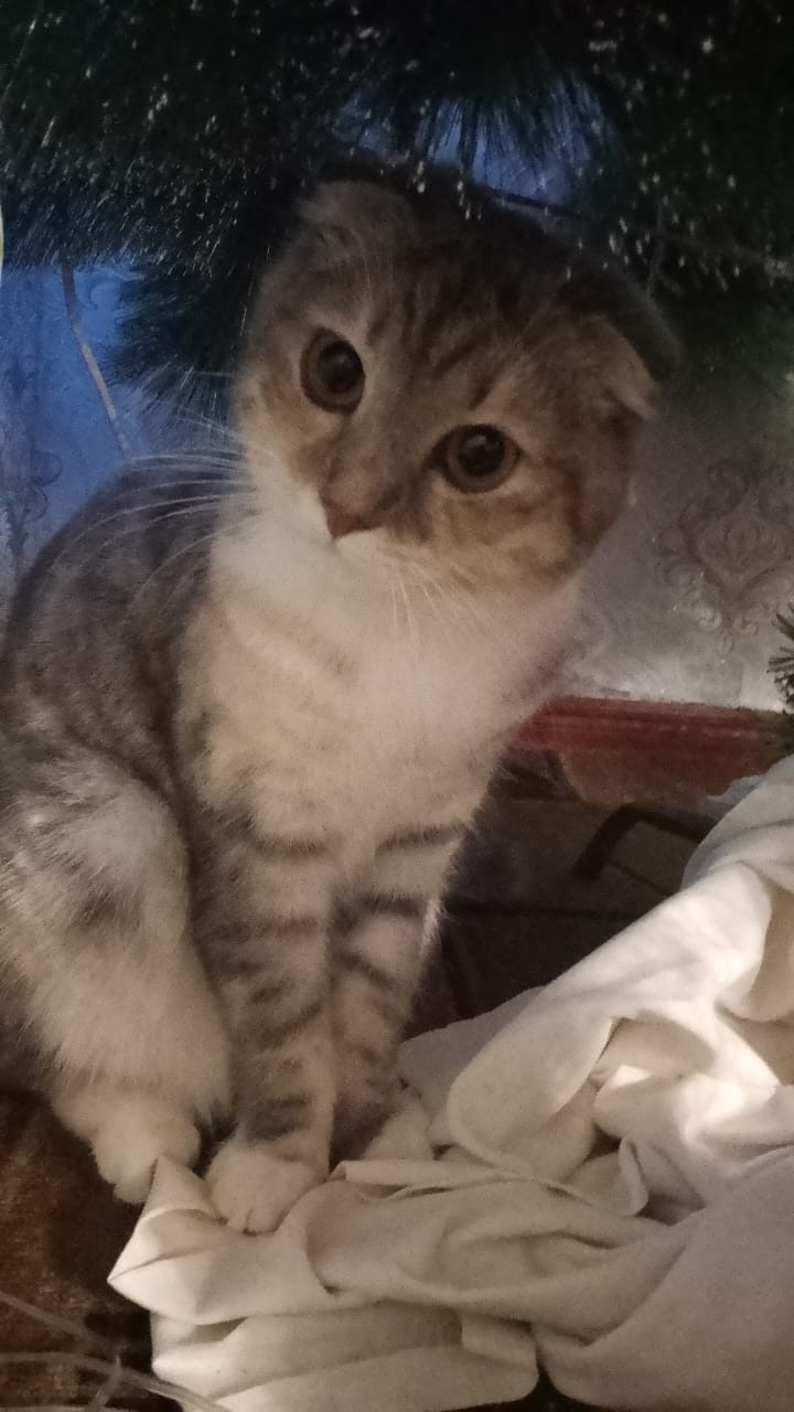 Пропала кошка в Курске — фото объявления