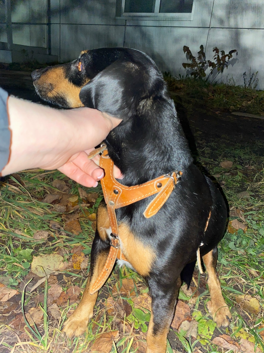 Найдена собака в Курске — фото объявления