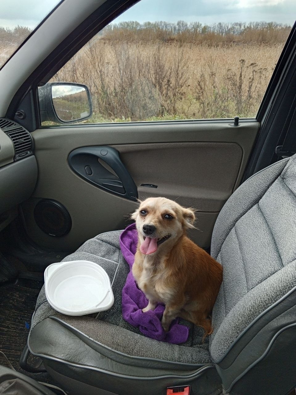 Найдена собака в Курске — фото объявления