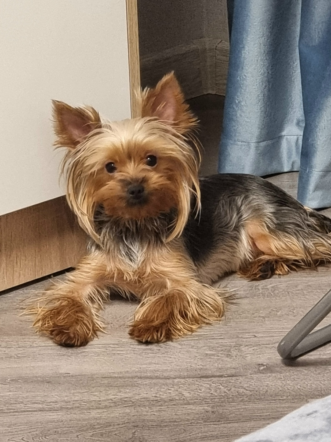 Пропала собака в Курске — фото объявления