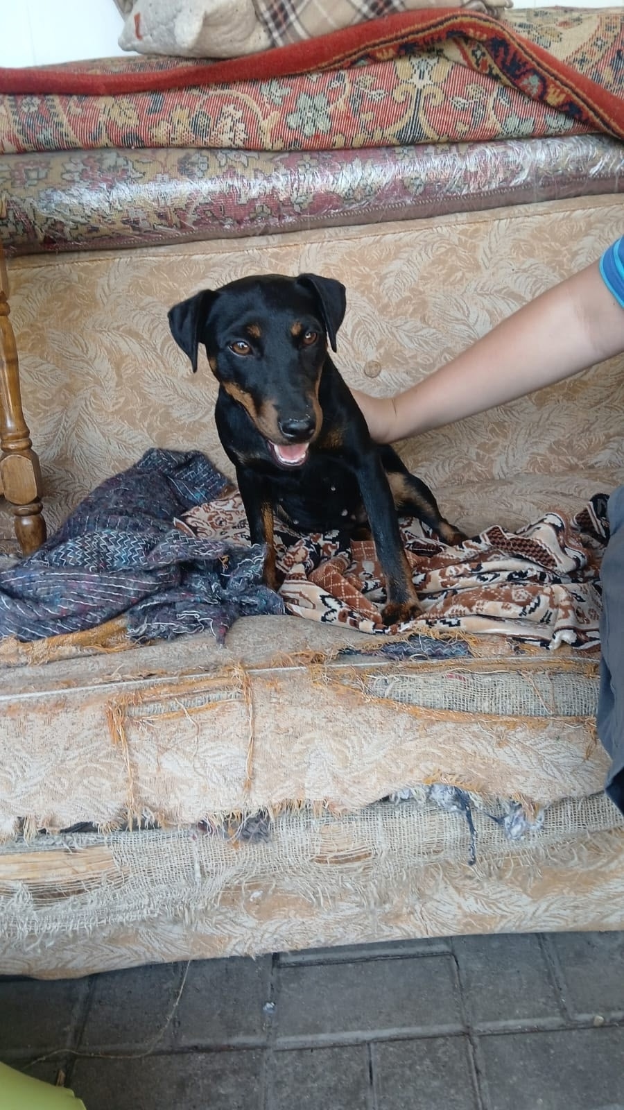 Найдена собака в Курске — фото объявления