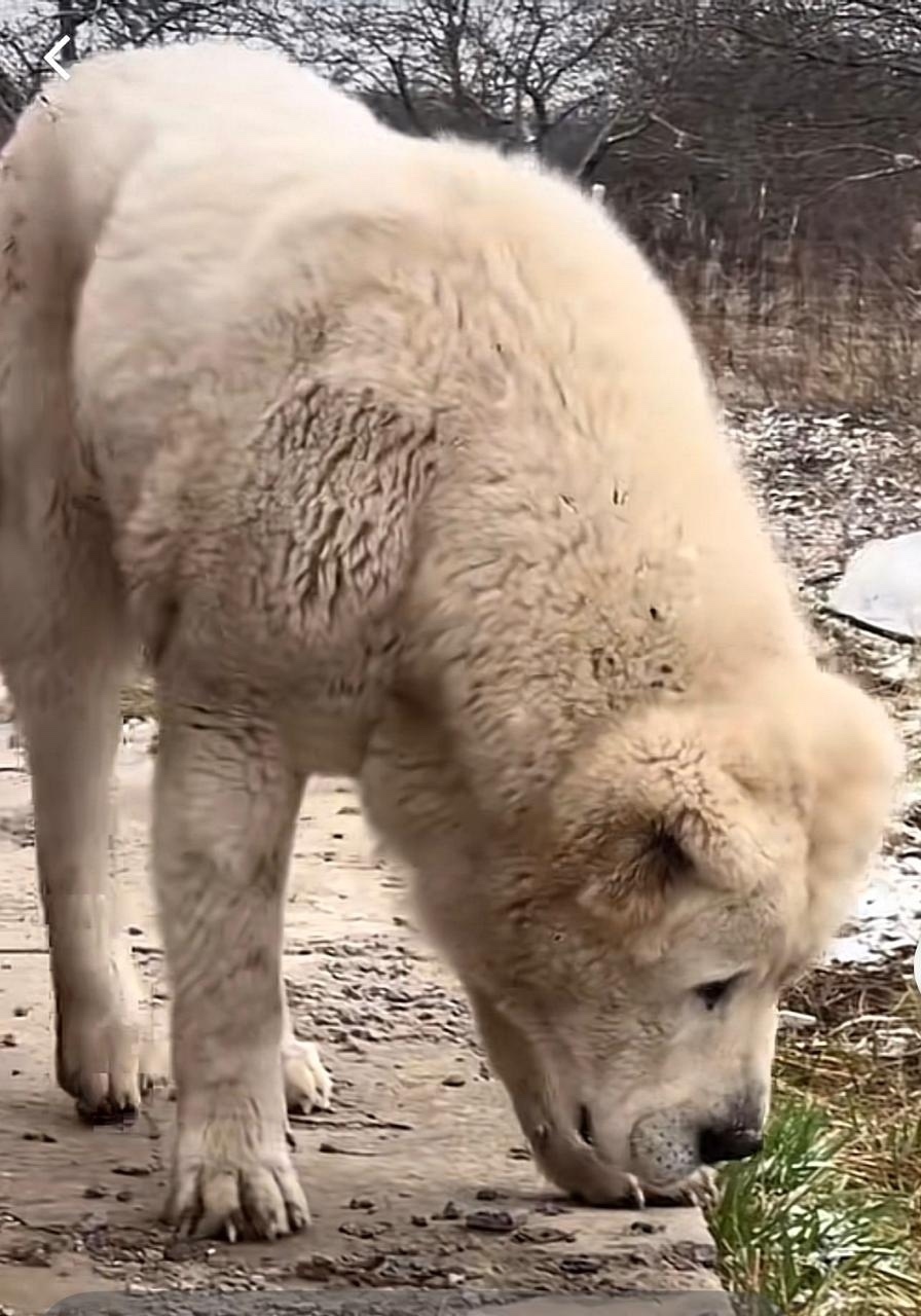 Пропала собака в Курске — фото объявления