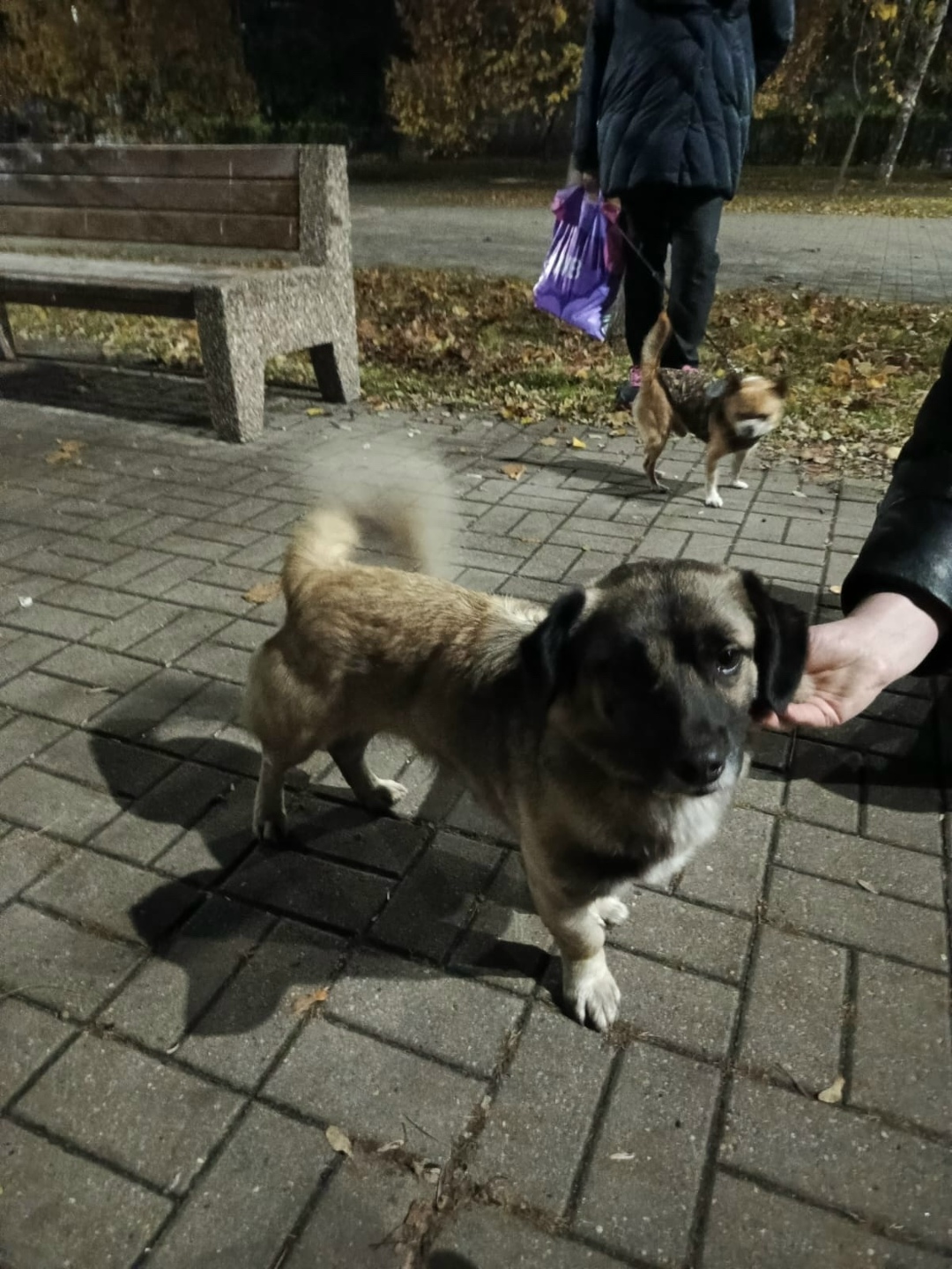 Найдена собака в Курске — фото объявления