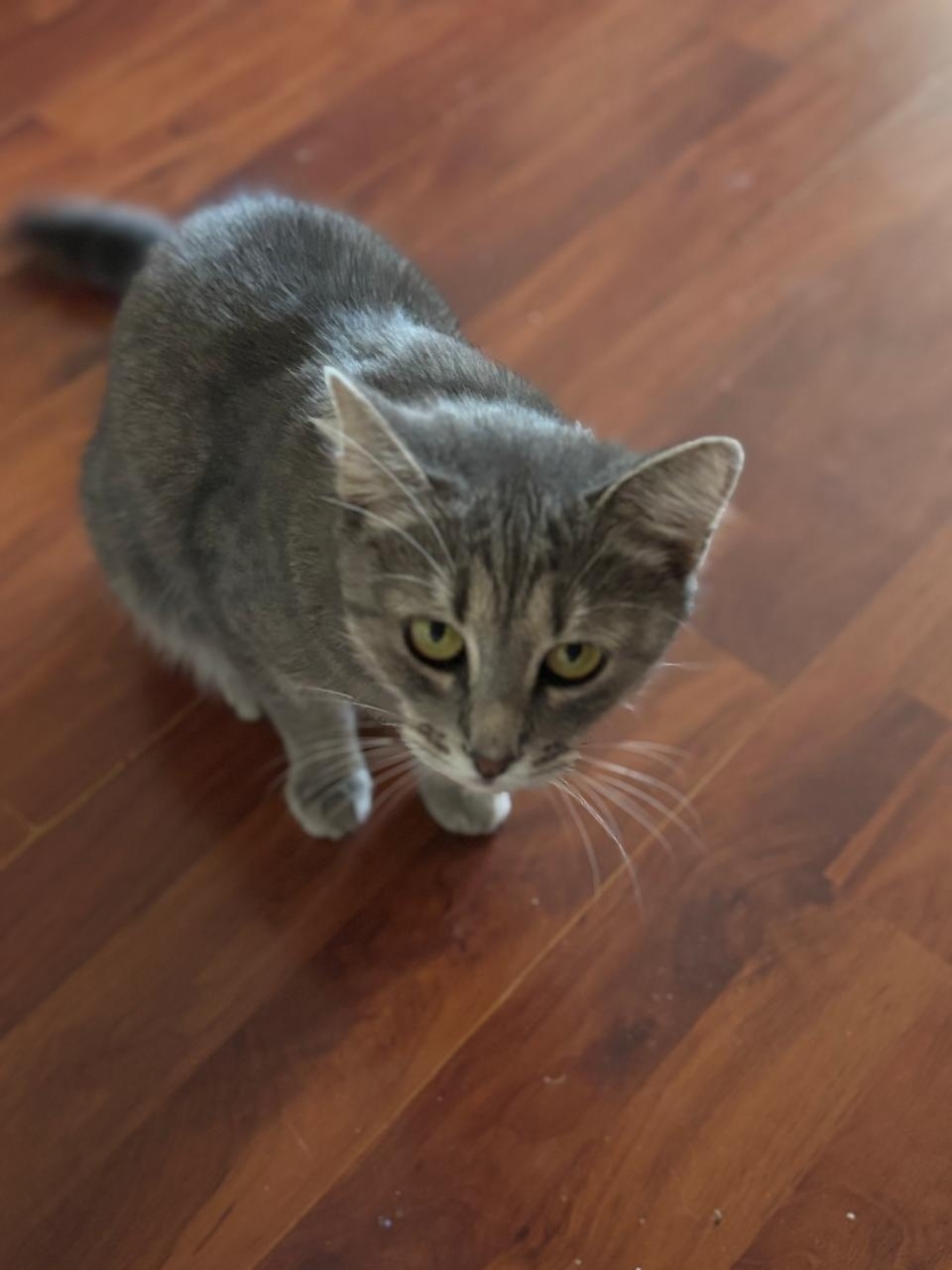 Пропала кошка в Курске — фото объявления