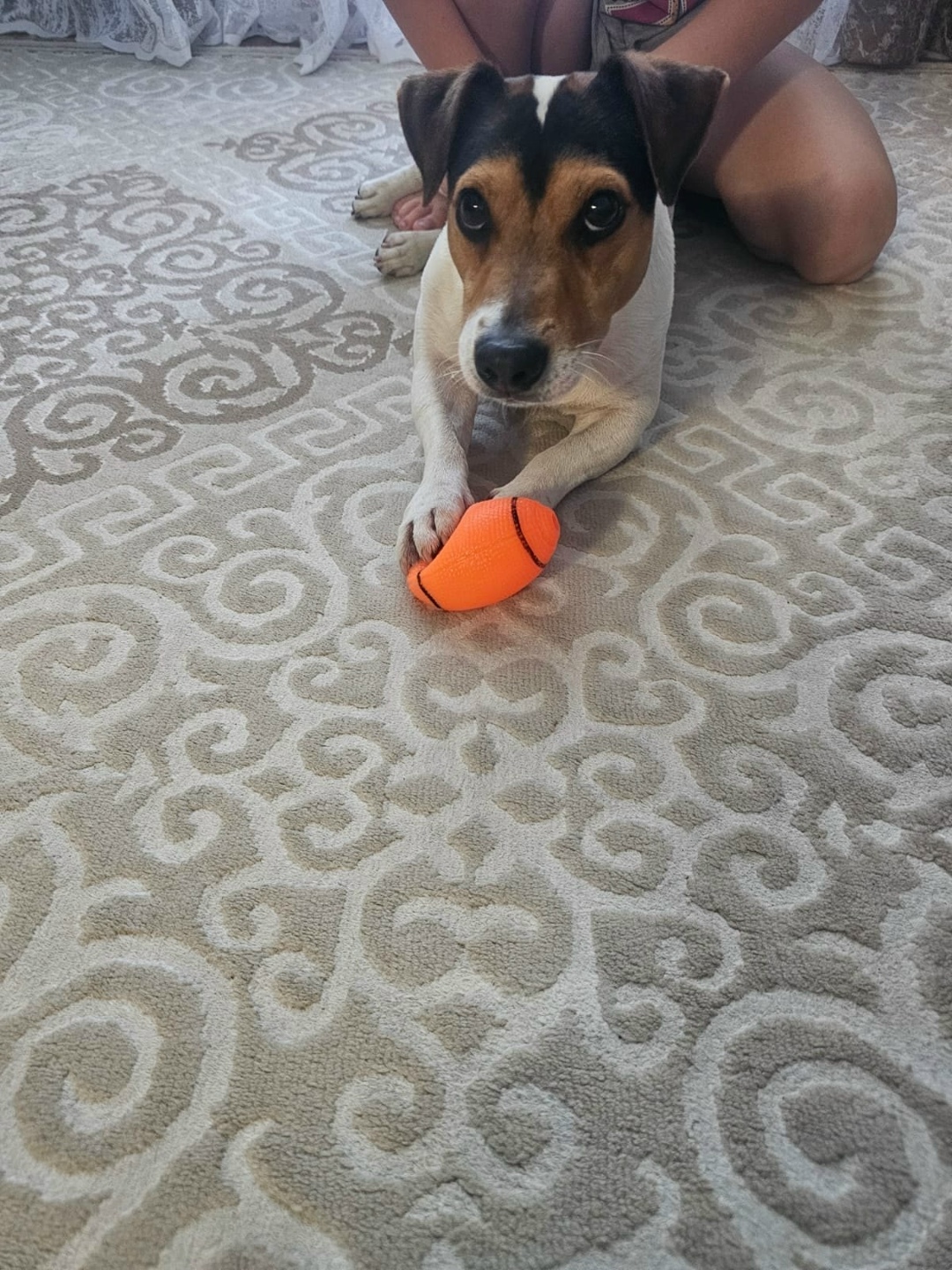 Найдена собака в Курске — фото объявления