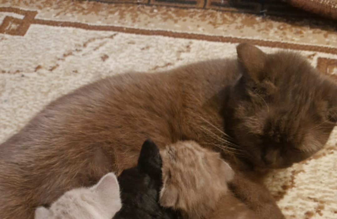 Пропала кошка в Курске — фото объявления