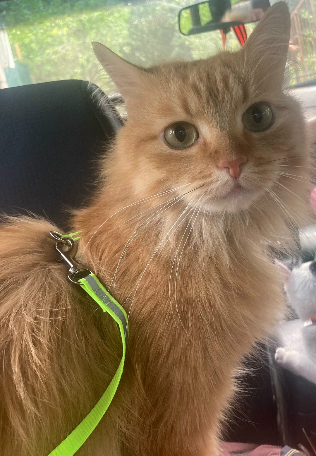 Пропала кошка в Курске — фото объявления