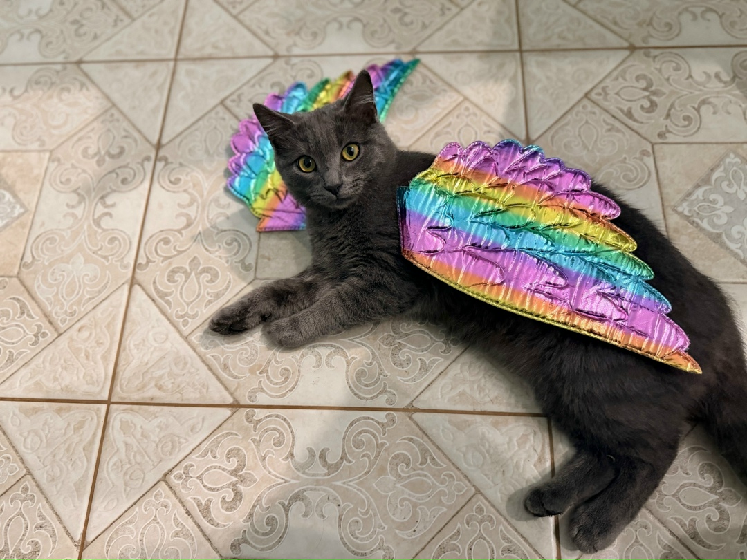 Пропала кошка в Курске — фото объявления