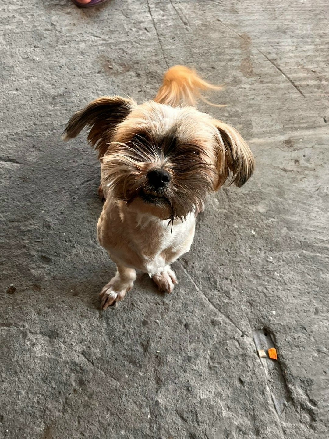 Пропала собака в Курске — фото объявления