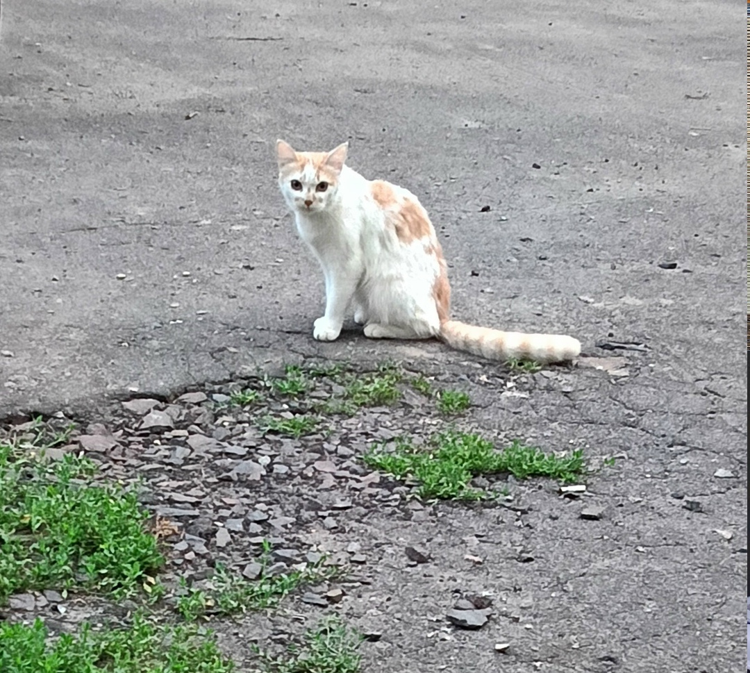 Найдена кошка в Курске — фото объявления