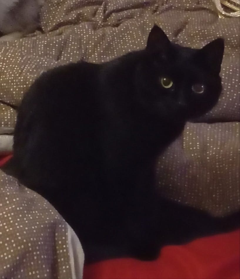 Найдена кошка в Курске — фото объявления