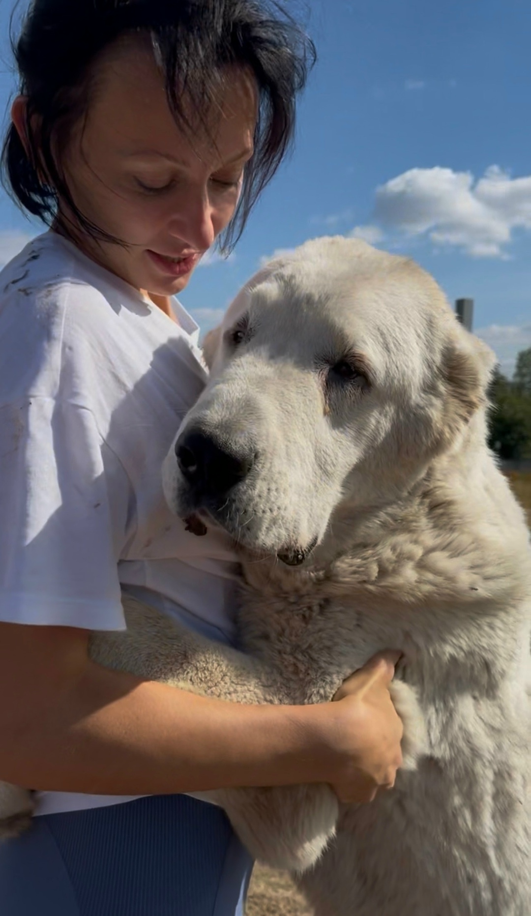 Пропала собака в Курске — фото объявления