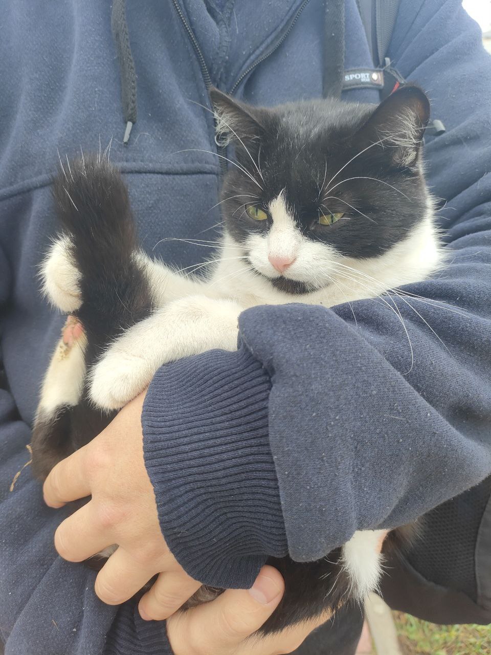 Найдена кошка в Курске — фото объявления