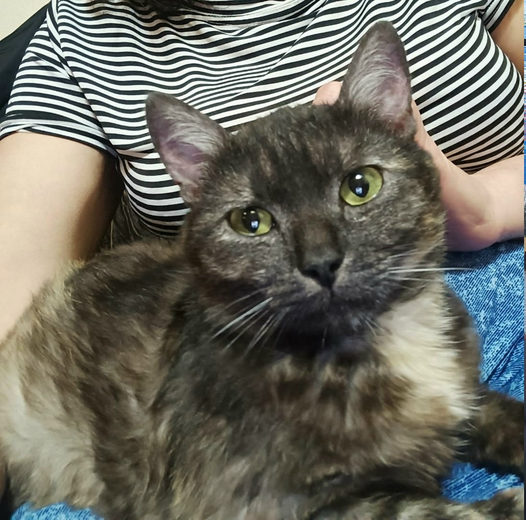 Пропала кошка в Курске — фото объявления