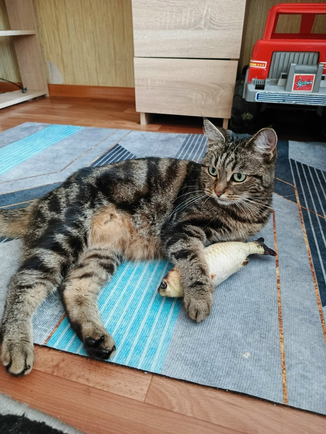 Пропала кошка в Курске — фото объявления