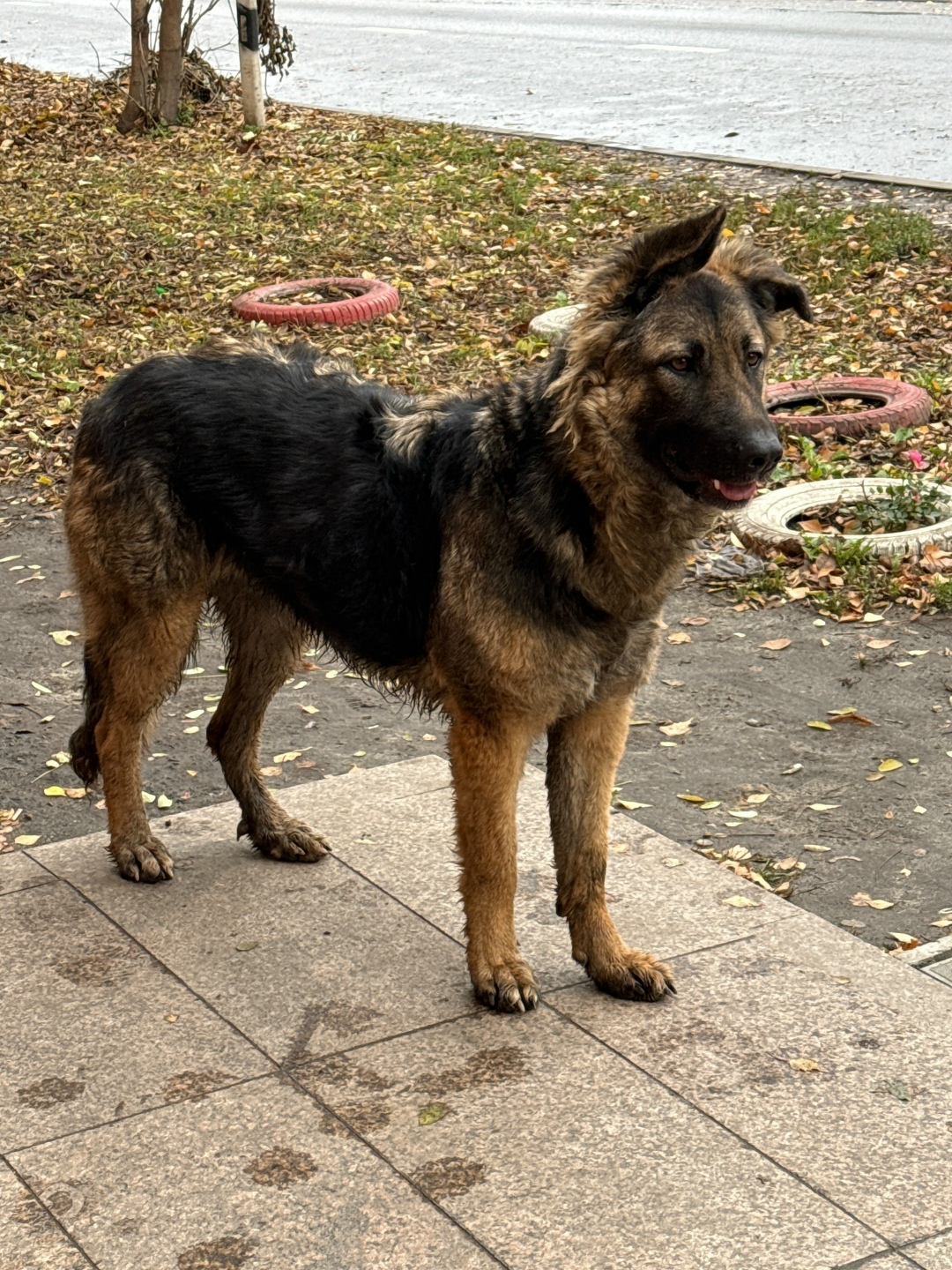 Найдена собака в Курске — фото объявления