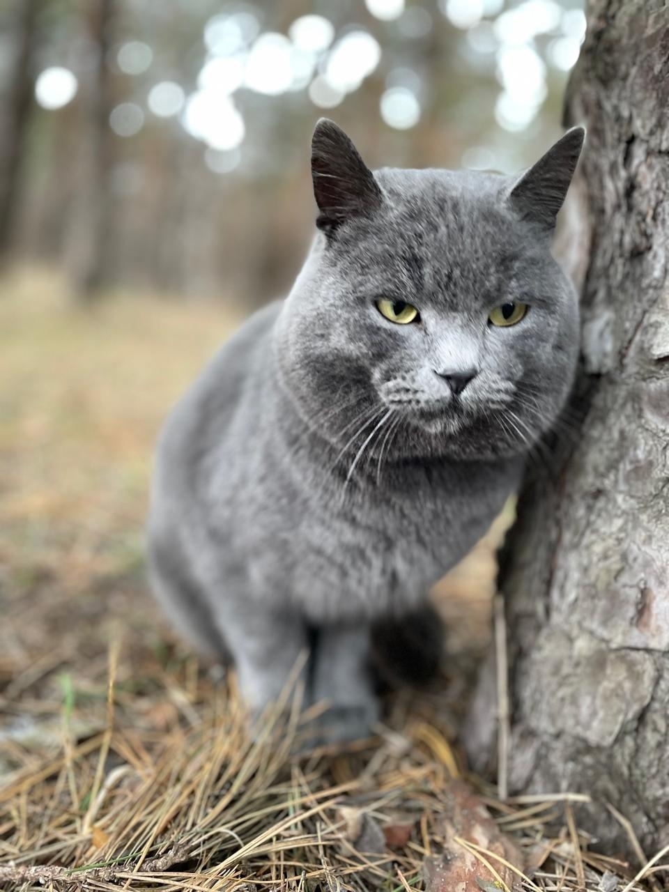 Пропала кошка в Курске — фото объявления