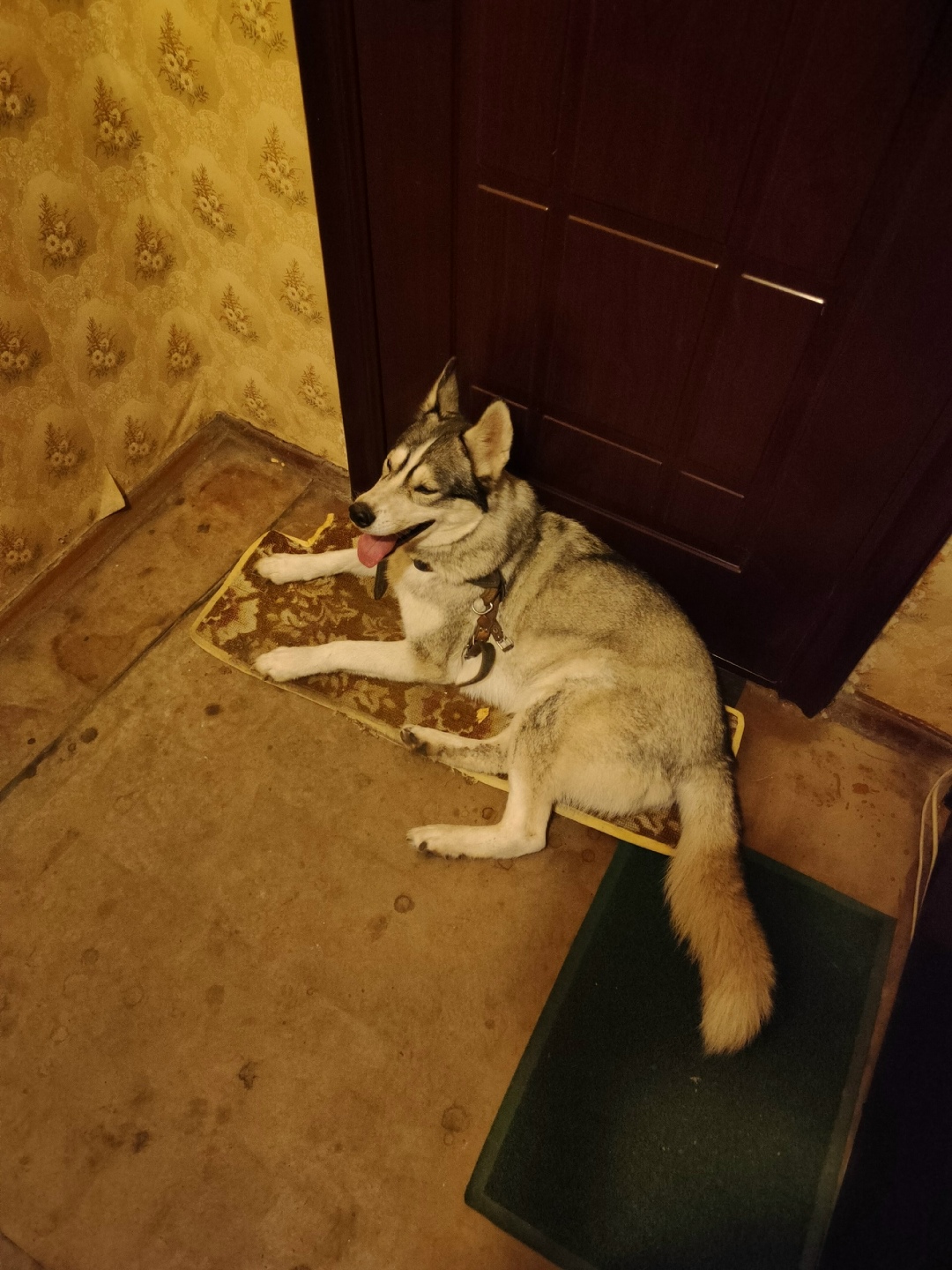 Найдена собака в Курске — фото объявления