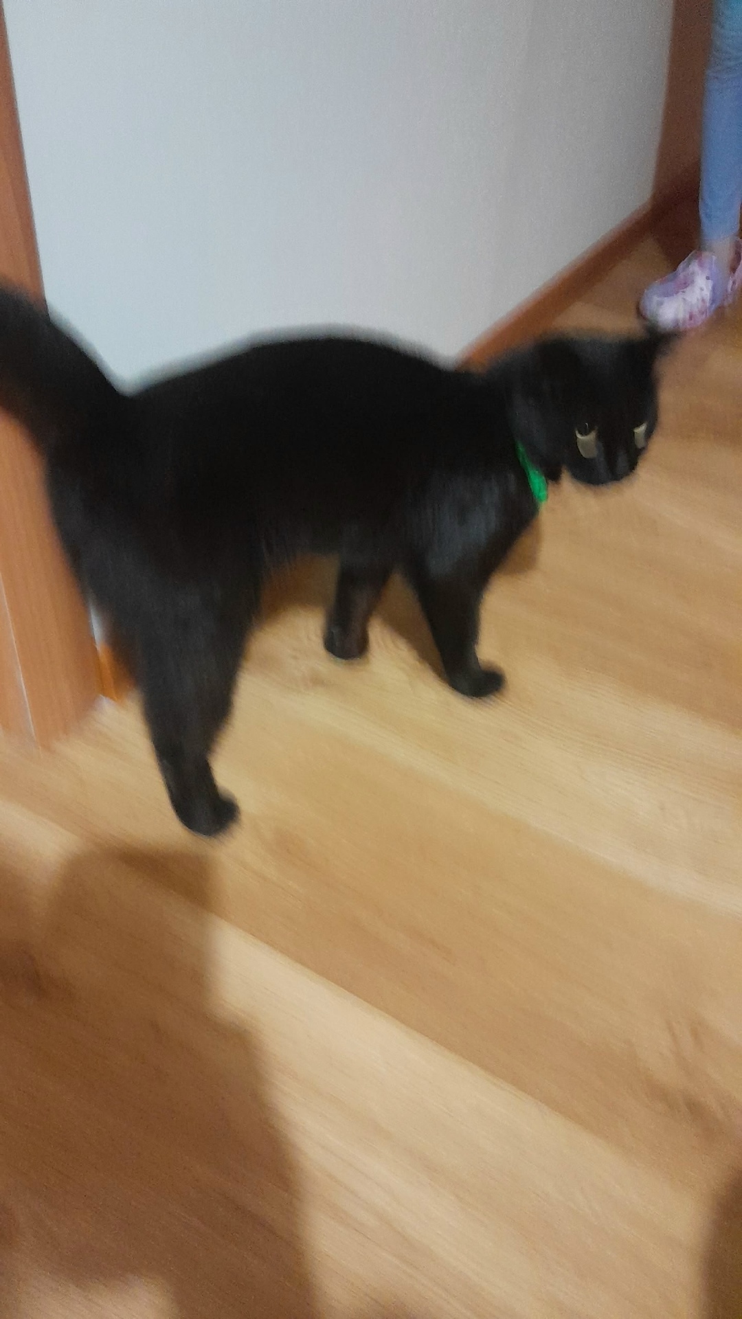 Найдена кошка в Курске — фото объявления