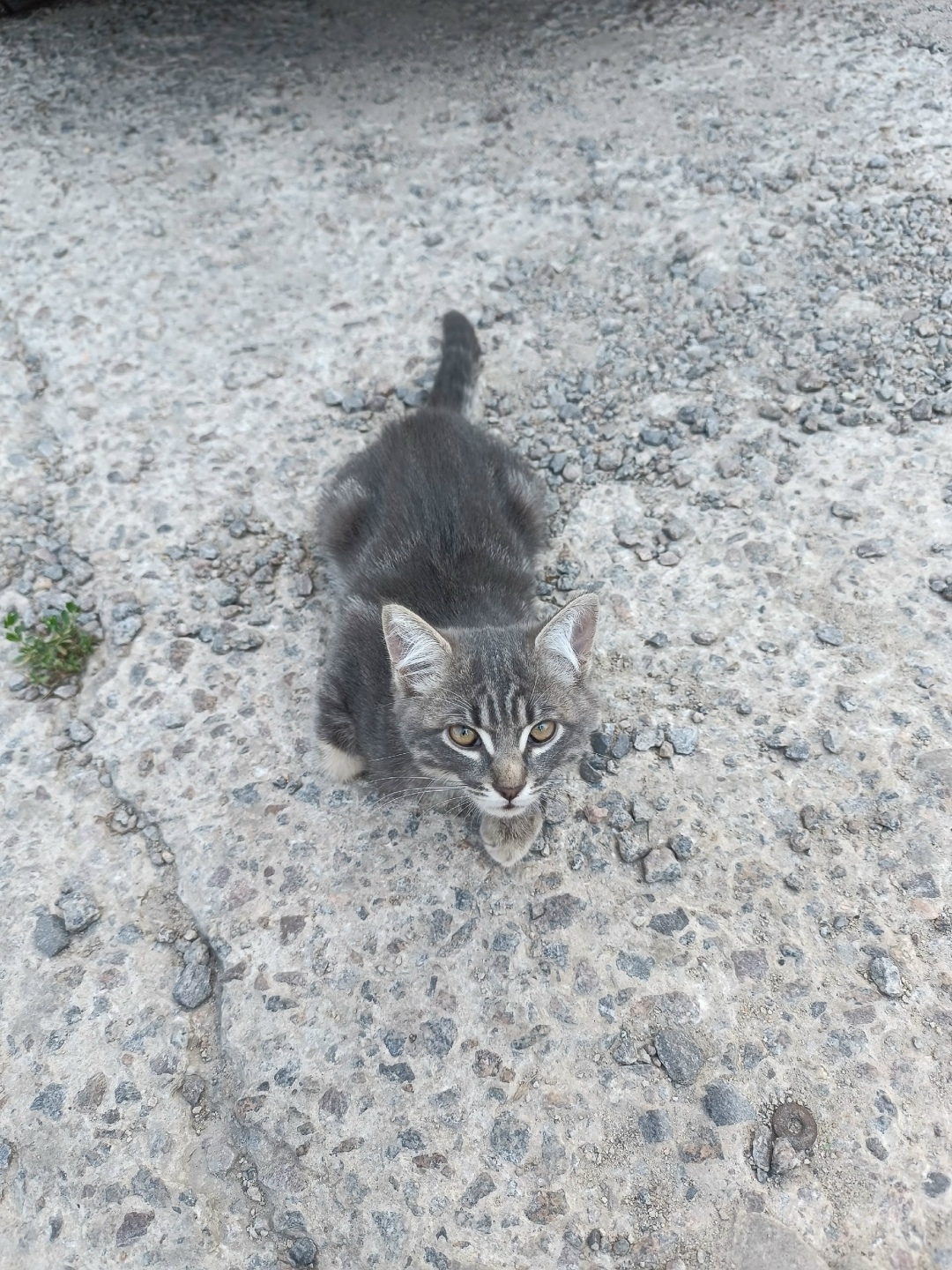 Найдена кошка в Курске — фото объявления