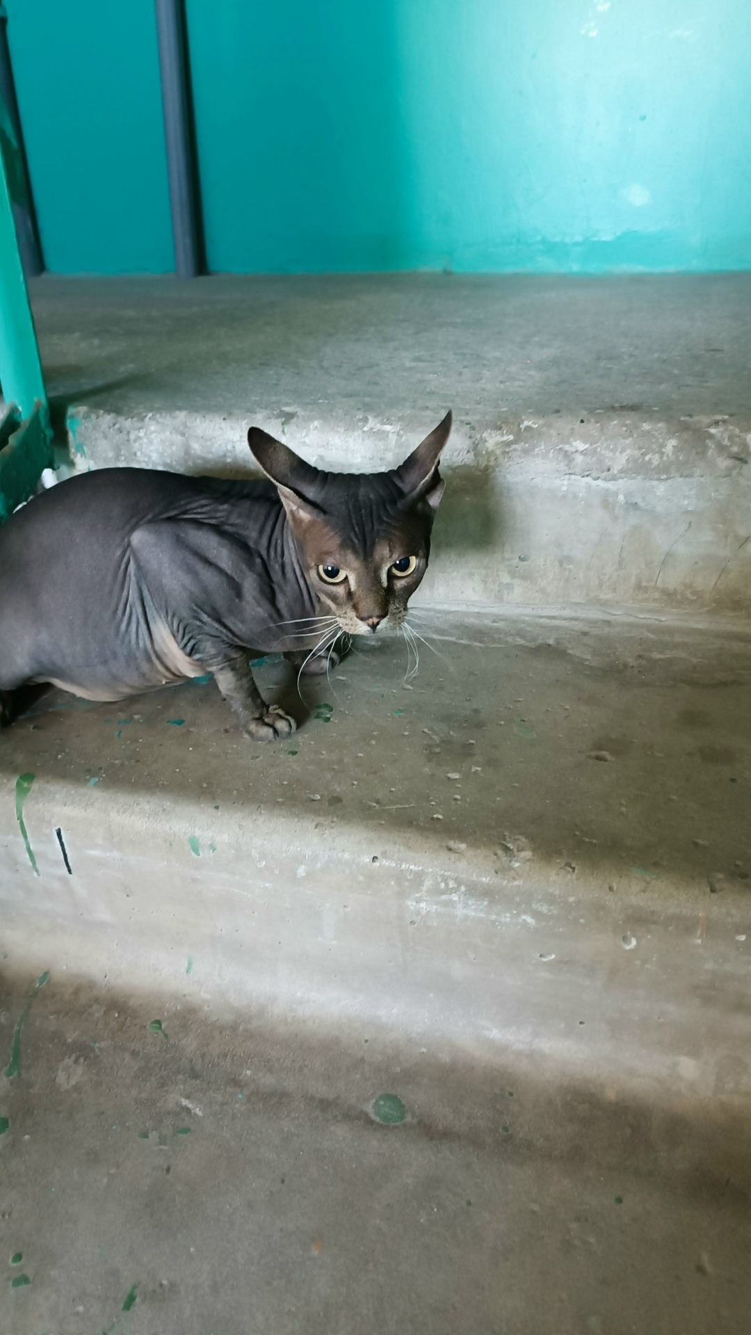 Пропала кошка в Курске — фото объявления