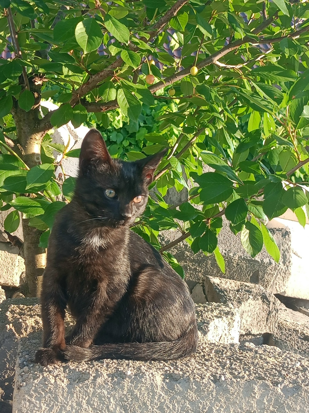 Пропала кошка в Курске — фото объявления