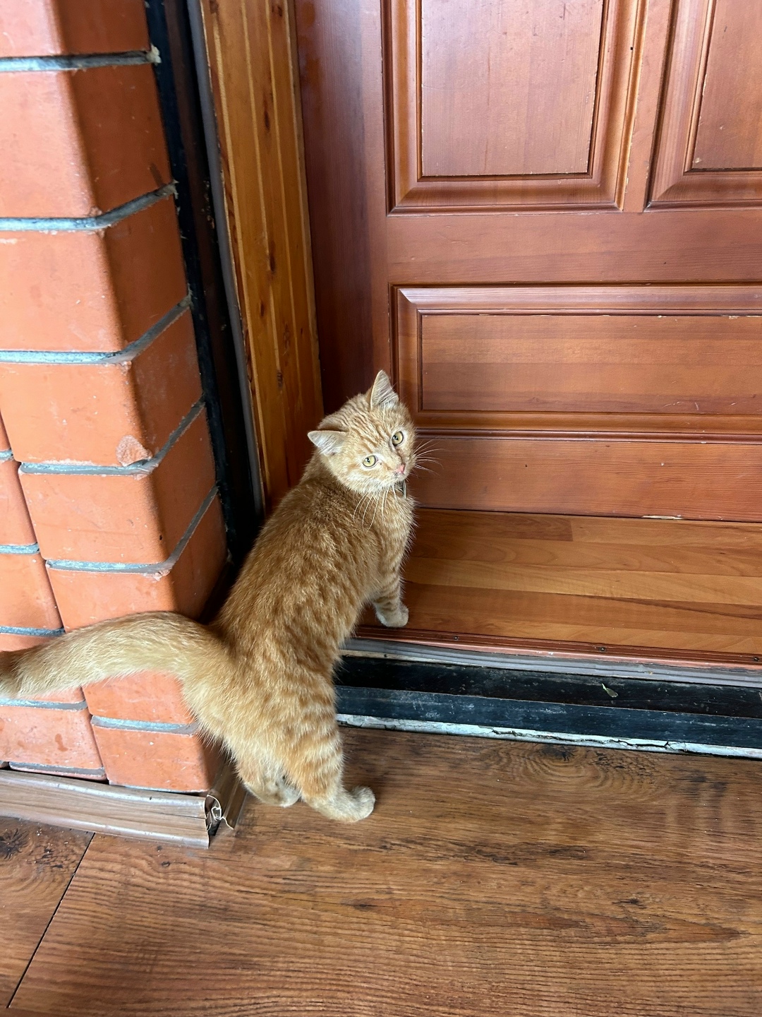 Найдена кошка в Курске — фото объявления