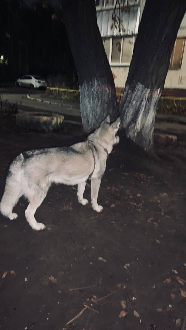 Найдена собака в Курске — фото объявления