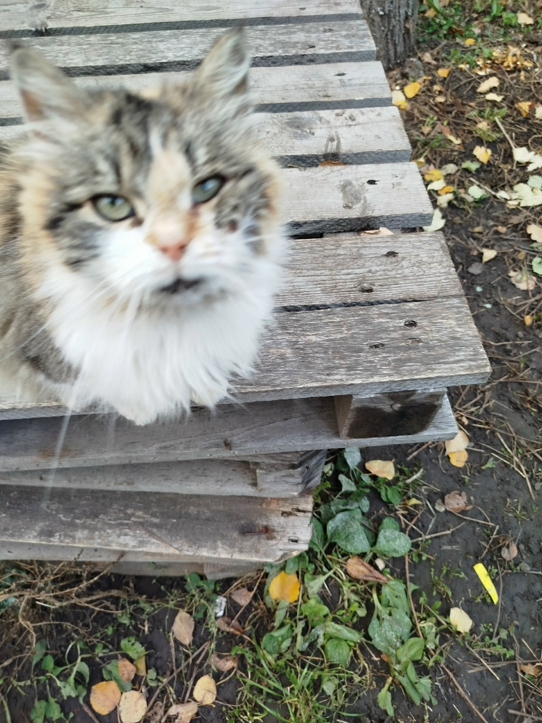 Пропала кошка в Курске — фото объявления