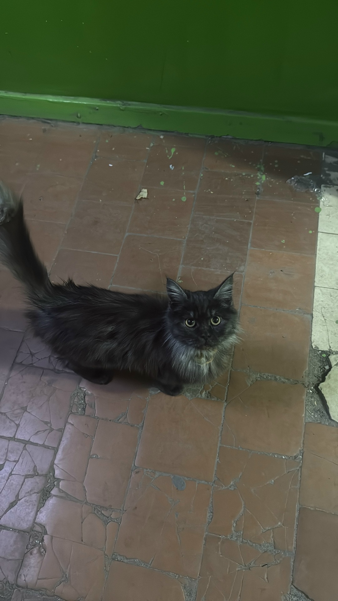 Найдена кошка в Курске — фото объявления